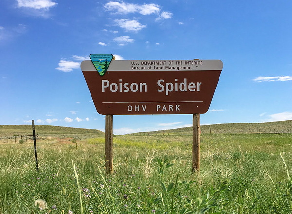 Web Beware: 7 Fang-tastic Spider Signs