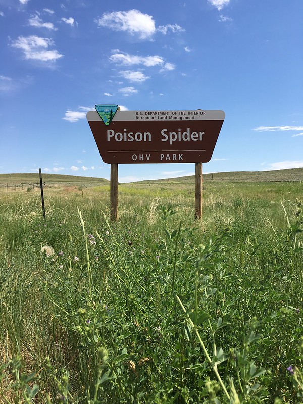 Web Beware: 7 Fang-tastic Spider Signs