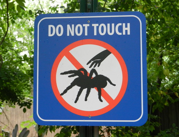 Web Beware: 7 Fang-tastic Spider Signs