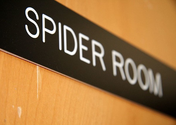 Web Beware: 7 Fang-tastic Spider Signs