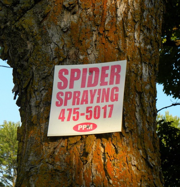 Web Beware: 7 Fang-tastic Spider Signs