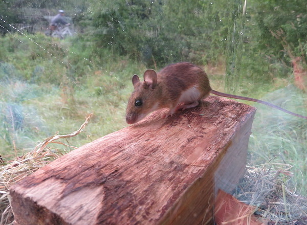 Goodbye & Good Rodents: The World’s 7 Most Amazing Mice