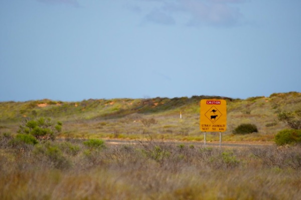 Off Fence: 8 Way Out There ‘Stray Animals’ Signs