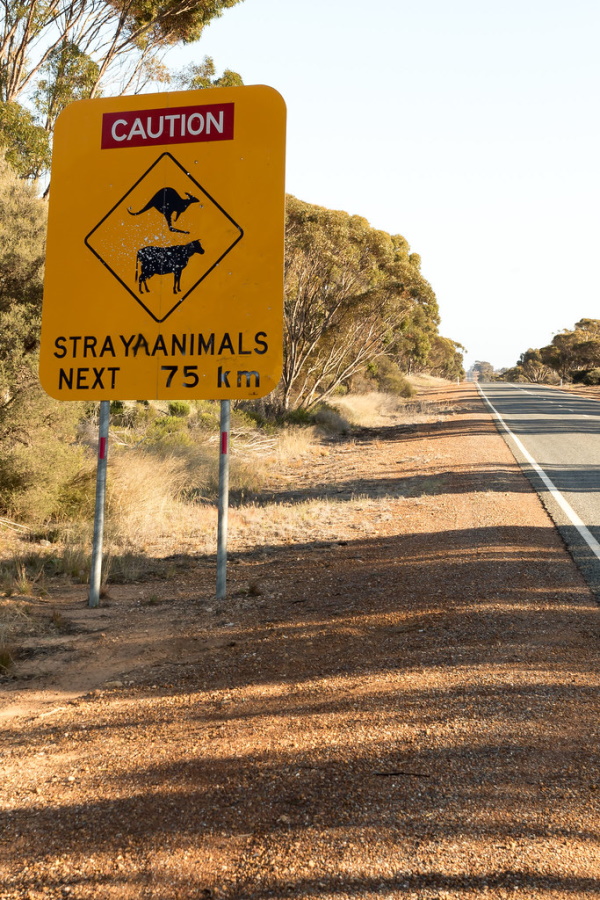 Off Fence: 8 Way Out There ‘Stray Animals’ Signs