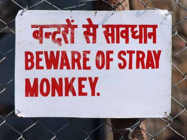 Off Fence: 8 Way Out There ‘Stray Animals’ Signs