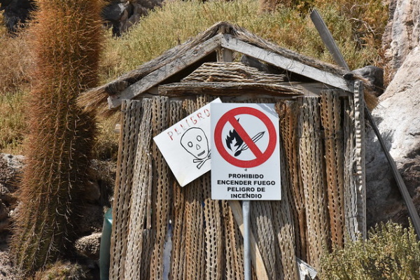 Prickly Wiggly: 10 Spine-Tingling Cactus Warning Signs