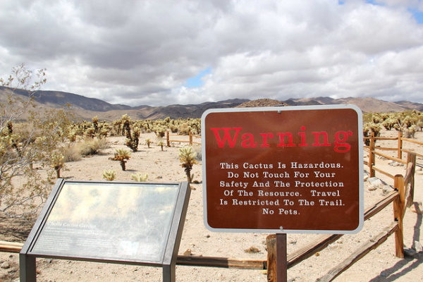 Prickly Wiggly: 10 Spine-Tingling Cactus Warning Signs