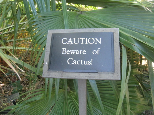 Prickly Wiggly: 10 Spine-Tingling Cactus Warning Signs
