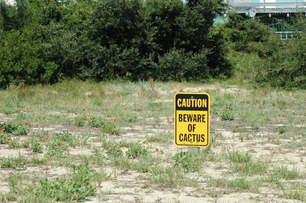 Prickly Wiggly: 10 Spine-Tingling Cactus Warning Signs