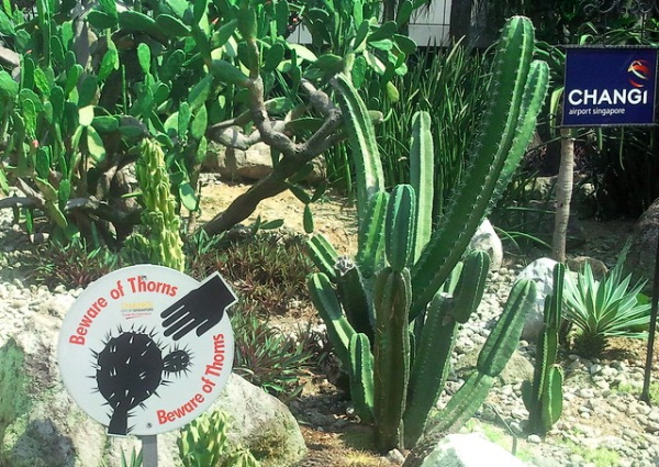Prickly Wiggly: 10 Spine-Tingling Cactus Warning Signs