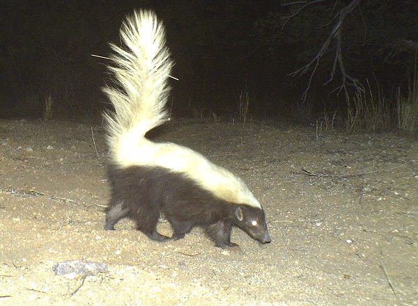 Smell Ya Later: The World’s 7 Most Amazing Skunks