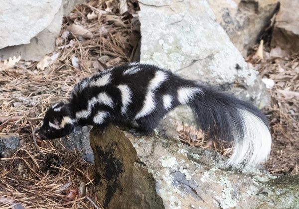 Smell Ya Later: The World’s 7 Most Amazing Skunks