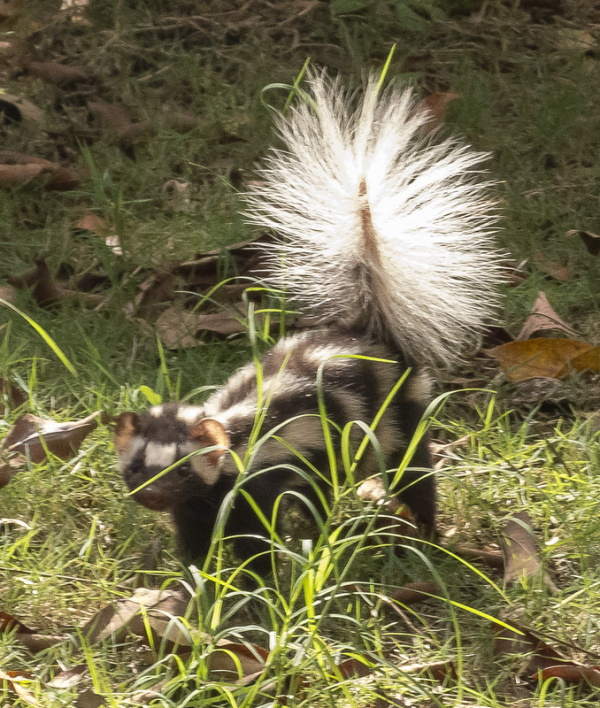 Smell Ya Later: The World’s 7 Most Amazing Skunks