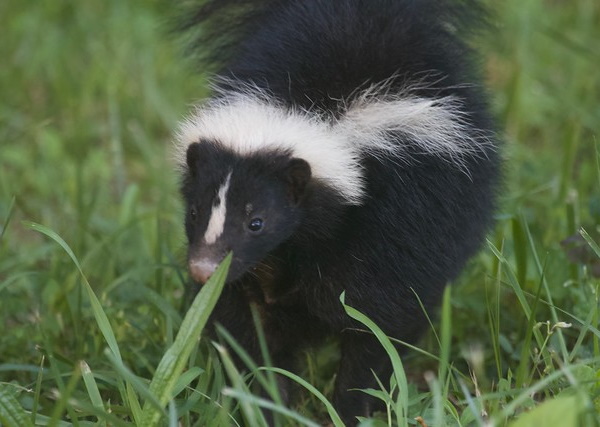 Smell Ya Later: The World’s 7 Most Amazing Skunks