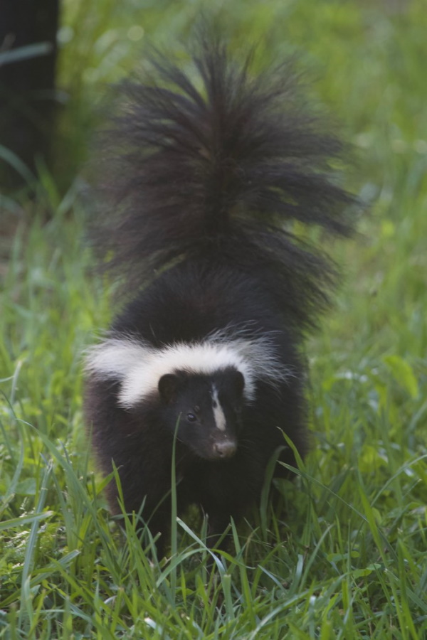 Smell Ya Later: The World’s 7 Most Amazing Skunks
