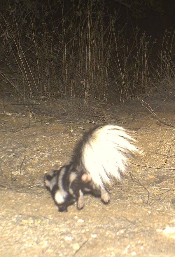 Smell Ya Later: The World’s 7 Most Amazing Skunks