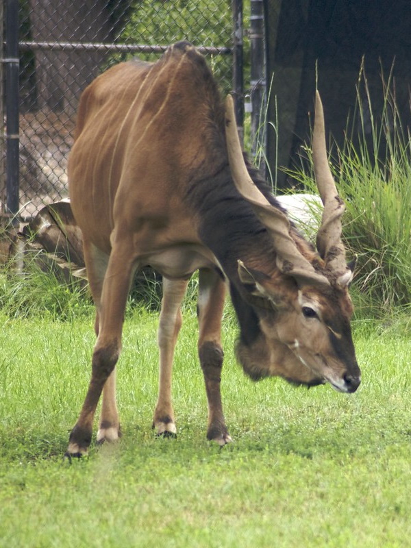 Horns Aplenty: The World’s 7 Most Amazing Antelopes