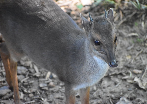 Horns Aplenty: The World’s 7 Most Amazing Antelopes