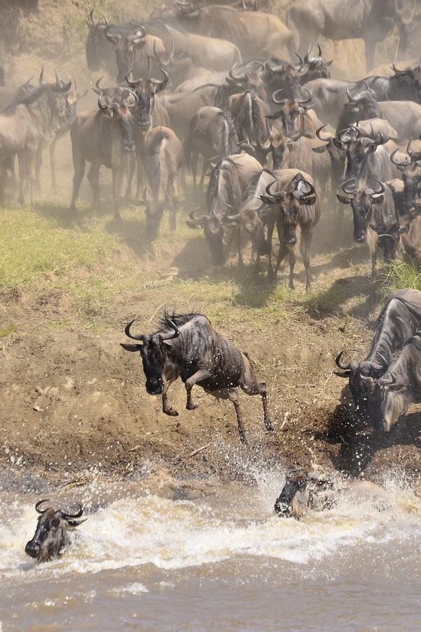 Horns Aplenty: The World’s 7 Most Amazing Antelopes