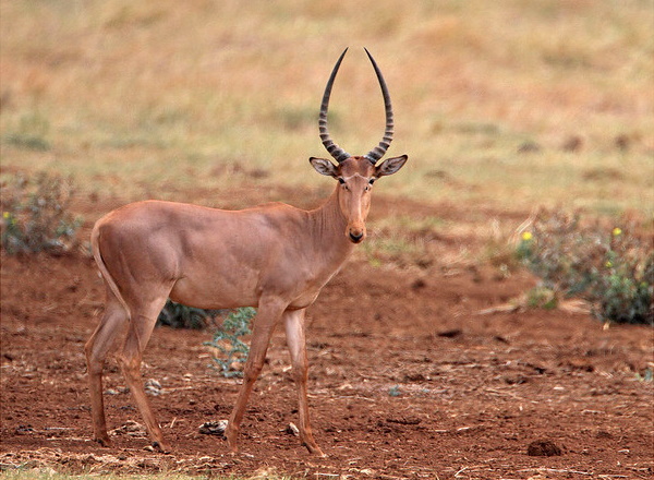Horns Aplenty: The World’s 7 Most Amazing Antelopes
