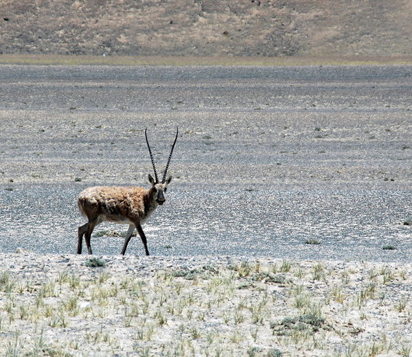 Horns Aplenty: The World’s 7 Most Amazing Antelopes