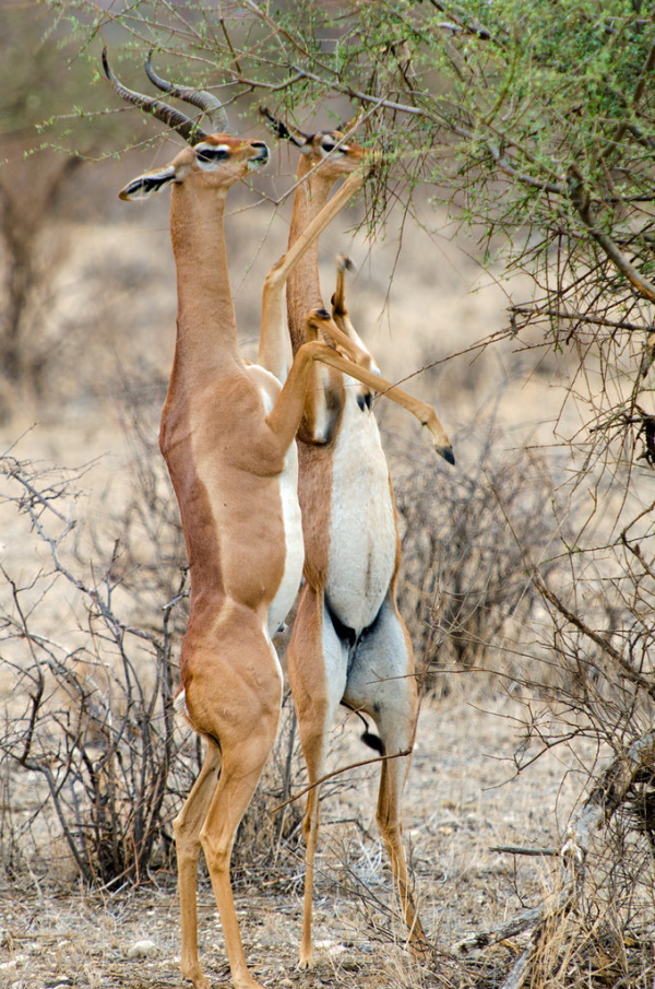 Horns Aplenty: The World’s 7 Most Amazing Antelopes