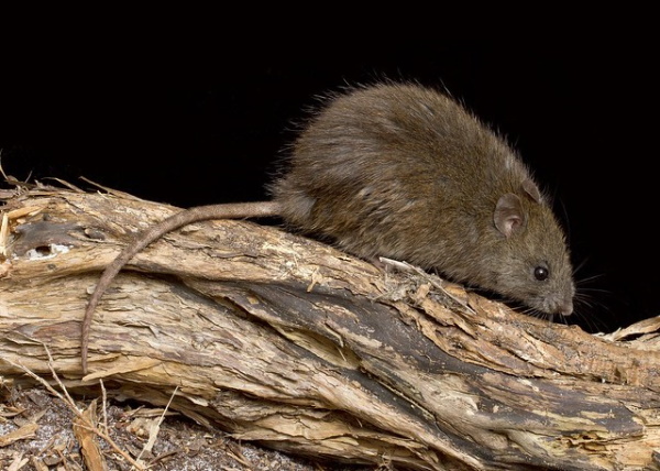 Rodent It Be Nice: The World’s 7 Most Amazing Rats