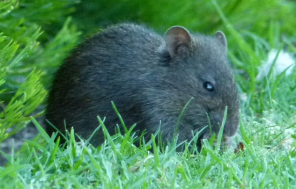 Rodent It Be Nice: The World’s 7 Most Amazing Rats