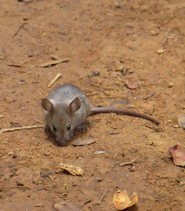 Rodent It Be Nice: The World’s 7 Most Amazing Rats