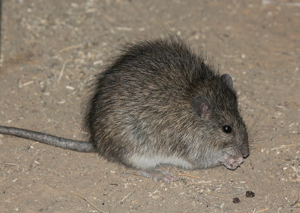 Rodent It Be Nice: The World’s 7 Most Amazing Rats