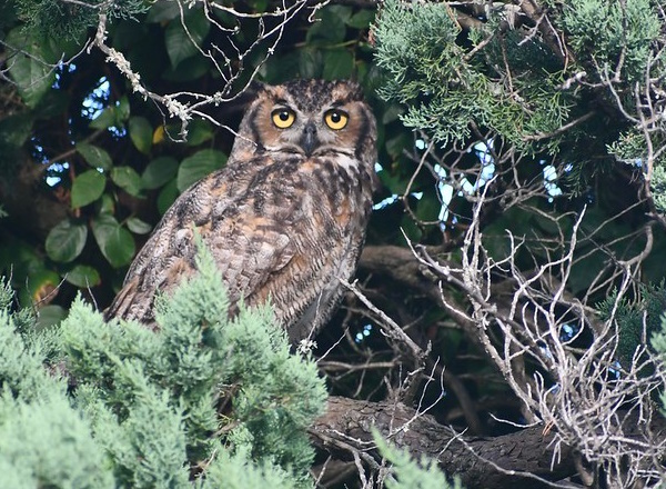 Owl Rise: The World’s 7 Most Amazing Owls
