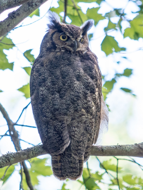 Owl Rise: The World’s 7 Most Amazing Owls