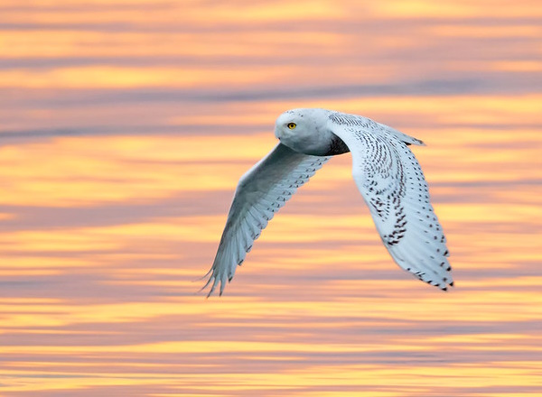 Owl Rise: The World’s 7 Most Amazing Owls