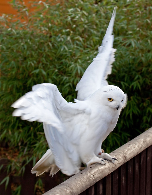 Owl Rise: The World’s 7 Most Amazing Owls