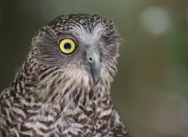 Owl Rise: The World’s 7 Most Amazing Owls