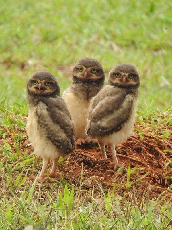 Owl Rise: The World’s 7 Most Amazing Owls