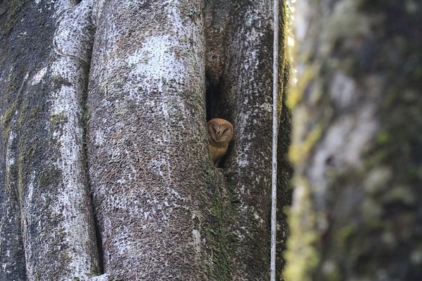 Owl Rise: The World’s 7 Most Amazing Owls