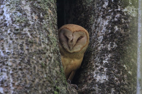 Owl Rise: The World’s 7 Most Amazing Owls