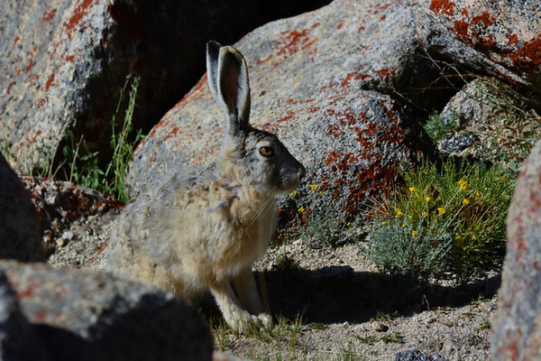 Leap Service: The World’s 7 Most Amazing Hares