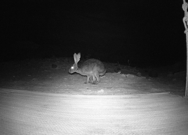 Leap Service: The World’s 7 Most Amazing Hares