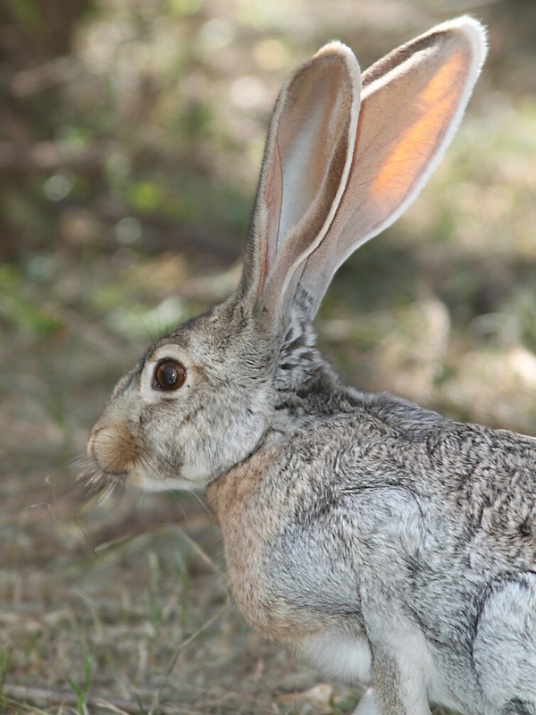 Leap Service: The World’s 7 Most Amazing Hares