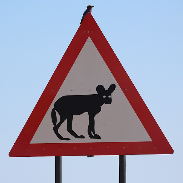 Sandy Drivers: Nine Nifty Namibian Road Signs