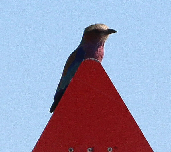 Sandy Drivers: Nine Nifty Namibian Road Signs