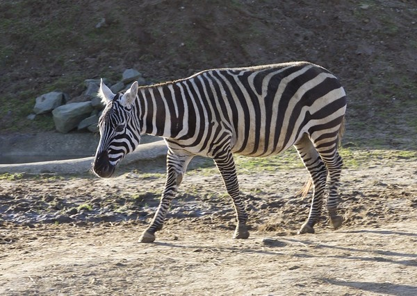 Stripe Thought: The World’s 8 Most Amazing Zebras