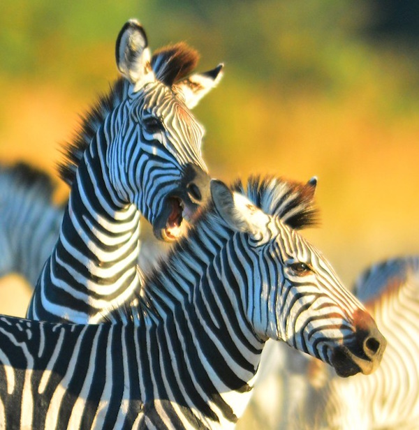 Stripe Thought: The World’s 8 Most Amazing Zebras