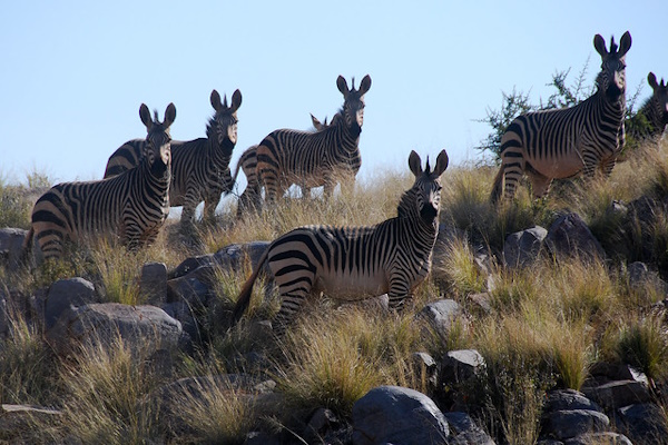 Stripe Thought: The World’s 8 Most Amazing Zebras